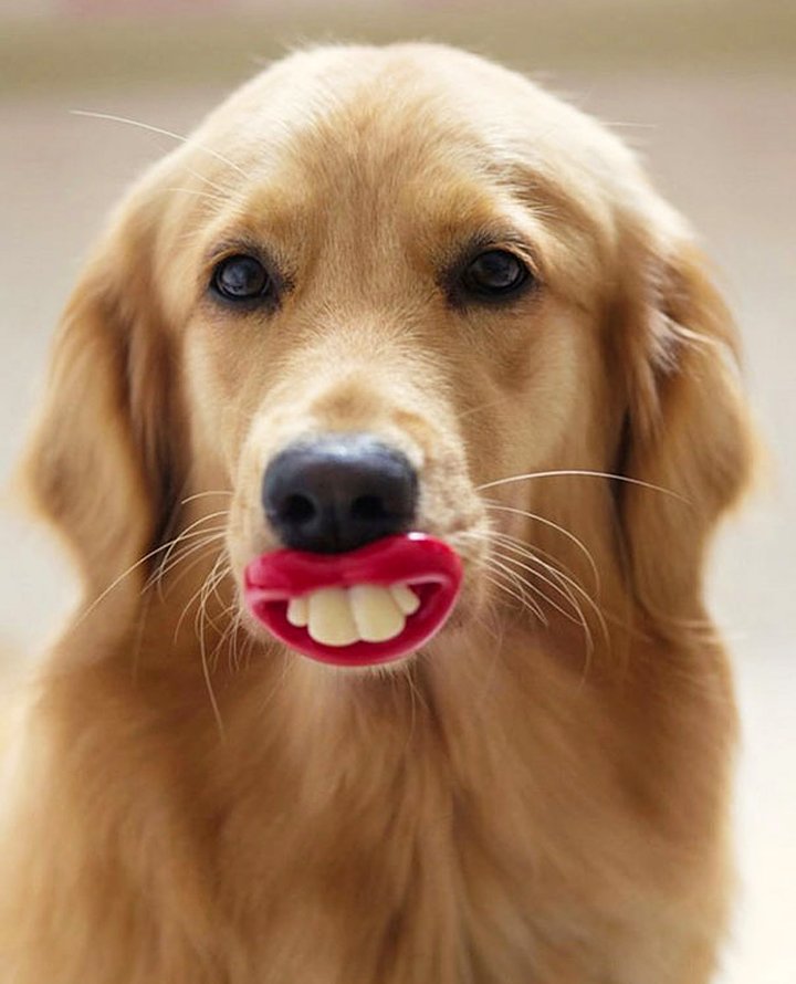 Dogs that have no idea how silly they look with their toys