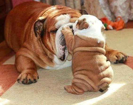 Pictures of English Bulldogs puppies