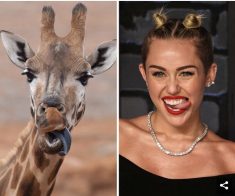 Celebrity versus animals