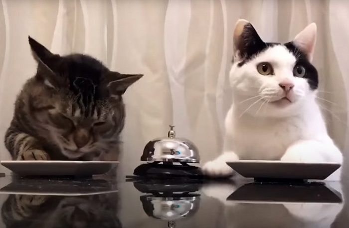 Cats Ringing for Dinner