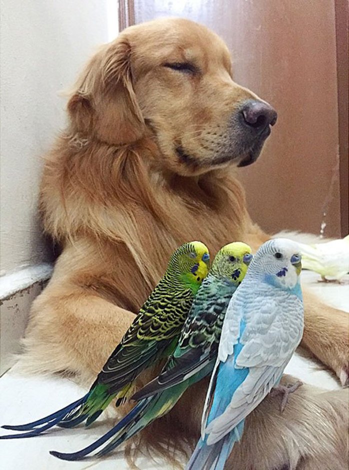 The World’s Most Unusual Best Friends