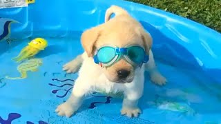 Funny Dogs Love Swimming